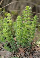 Cruciata glabra (L.) Ehrend. subsp. hirticaulis (Beck) Natali & Jeanm. ?<br/>PN Domogled-Valea Cernei, traseul spre Cascada Vânturătoarea, 12 Apr 2015 © Adrian Schlesinger - public domain (<a href=https://creativecommons.org/publicdomain/zero/1.0/ target=_blank>CC0 1.0</a>)