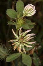 Trifolium angulatum Waldst. & Kit. ?<br/>Jud. Arad, Chișineu-Criș, 30 May 2015 © Adrian Schlesinger - public domain (<a href=https://creativecommons.org/publicdomain/zero/1.0/ target=_blank>CC0 1.0</a>)