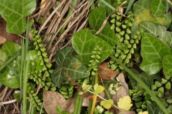 Asplenium trichomanes L. subsp. hastatum (H. Christ) S. Jess. ?<br/>(or. A. adulterinum?)<br/>Munții Zărandului, Valea Cladovei, 1 May 2017 © Adrian Schlesinger - public domain (<a href=https://creativecommons.org/publicdomain/zero/1.0/ target=_blank>CC0 1.0</a>)