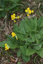 Primula veris L. subsp. veris ?<br/>Munții Semenic, 14 Apr 2018 © Adrian Schlesinger - public domain (<a href=https://creativecommons.org/publicdomain/zero/1.0/ target=_blank>CC0 1.0</a>)