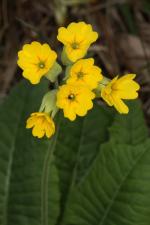Primula veris L. subsp. veris ?<br/>Munții Semenic, 14 Apr 2018 © Adrian Schlesinger - public domain (<a href=https://creativecommons.org/publicdomain/zero/1.0/ target=_blank>CC0 1.0</a>)