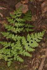 Cystopteris fragilis (L.) Bernh. ?<br/>Munții Zărandului, lângă Ghioroc, 11 Jun 2016 © Adrian Schlesinger - public domain (<a href=https://creativecommons.org/publicdomain/zero/1.0/ target=_blank>CC0 1.0</a>)