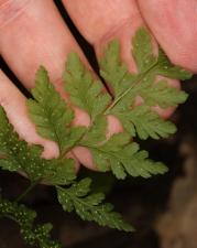 Cystopteris fragilis (L.) Bernh. ?<br/>Munții Zărandului, lângă Ghioroc, 11 Jun 2016 © Adrian Schlesinger - public domain (<a href=https://creativecommons.org/publicdomain/zero/1.0/ target=_blank>CC0 1.0</a>)