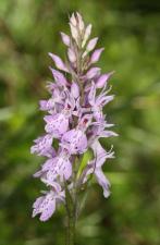 Dactylorhiza fuchsii (Druce) Soó subsp. fuchsii ?<br/>Podișul Padiș, Molhașurile de la Izbuce, 2 Jul 2016 © Adrian Schlesinger - public domain (<a href=https://creativecommons.org/publicdomain/zero/1.0/ target=_blank>CC0 1.0</a>)