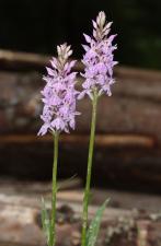 Dactylorhiza fuchsii (Druce) Soó subsp. fuchsii ?<br/>Podișul Padiș, Molhașurile de la Izbuce, 2 Jul 2016 © Adrian Schlesinger - public domain (<a href=https://creativecommons.org/publicdomain/zero/1.0/ target=_blank>CC0 1.0</a>)