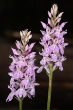 Dactylorhiza fuchsii (Druce) Soó subsp. fuchsii ?<br/>Podișul Padiș, Molhașurile de la Izbuce, 2 Jul 2016 © Adrian Schlesinger - public domain (<a href=https://creativecommons.org/publicdomain/zero/1.0/ target=_blank>CC0 1.0</a>)