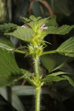 Galeopsis tetrahit L. ?<br/>Jud. Brașov, Hărman, 28 Jun 2014 © Adrian Schlesinger - public domain (<a href=https://creativecommons.org/publicdomain/zero/1.0/ target=_blank>CC0 1.0</a>)