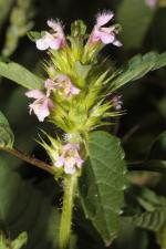 Galeopsis tetrahit L. ?<br/>Jud. Brașov, Hărman, 28 Jun 2014 © Adrian Schlesinger - public domain (<a href=https://creativecommons.org/publicdomain/zero/1.0/ target=_blank>CC0 1.0</a>)