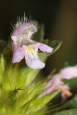 Galeopsis tetrahit L. ?<br/>Jud. Brașov, Hărman, 28 Jun 2014 © Adrian Schlesinger - public domain (<a href=https://creativecommons.org/publicdomain/zero/1.0/ target=_blank>CC0 1.0</a>)