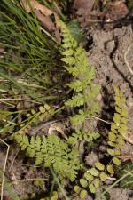 Cystopteris fragilis (L.) Bernh. ?<br/>PN Domogled-Valea Cernei, traseul spre Cascada Vânturătoarea, 12 Apr 2015 © Adrian Schlesinger - public domain (<a href=https://creativecommons.org/publicdomain/zero/1.0/ target=_blank>CC0 1.0</a>)