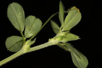 Medicago lupulina L. ?<br/>PNLM, Arad, Balta Măltăreț, 11 Jun 2020 © Adrian Schlesinger - public domain (<a href=https://creativecommons.org/publicdomain/zero/1.0/ target=_blank>CC0 1.0</a>)