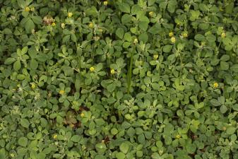 Medicago lupulina L. ?<br/>PNLM, Arad, Balta Măltăreț, 11 Jun 2020 © Adrian Schlesinger - public domain (<a href=https://creativecommons.org/publicdomain/zero/1.0/ target=_blank>CC0 1.0</a>)
