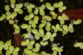 Lemna gibba L. ?<br/>PNLM, Arad, Balta Măltăreț, 11 Jun 2020 © Adrian Schlesinger - public domain (<a href=https://creativecommons.org/publicdomain/zero/1.0/ target=_blank>CC0 1.0</a>)
