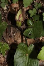 Arum orientale M.Bieb. ?<br/>Herculane, traseu spre Crucea Albă, 1 May 2015 © Adrian Schlesinger - public domain (<a href=https://creativecommons.org/publicdomain/zero/1.0/ target=_blank>CC0 1.0</a>)