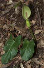 Arum orientale M.Bieb. ?<br/>Herculane, traseu spre Crucea Albă, 1 May 2015 © Adrian Schlesinger - public domain (<a href=https://creativecommons.org/publicdomain/zero/1.0/ target=_blank>CC0 1.0</a>)