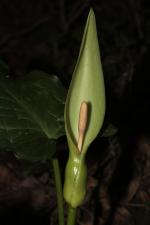 Arum orientale M.Bieb. ?<br/>Herculane, traseu spre Crucea Albă, 1 May 2015 © Adrian Schlesinger - public domain (<a href=https://creativecommons.org/publicdomain/zero/1.0/ target=_blank>CC0 1.0</a>)