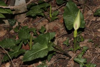Arum orientale M.Bieb. ?<br/>Herculane, traseu spre Crucea Albă, 1 May 2015 © Adrian Schlesinger - public domain (<a href=https://creativecommons.org/publicdomain/zero/1.0/ target=_blank>CC0 1.0</a>)