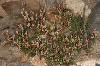 Polygonum lapathifolium L. ?<br/>Arad, malul Mureșului, 17 Sep 2020 © Adrian Schlesinger - public domain (<a href=https://creativecommons.org/publicdomain/zero/1.0/ target=_blank>CC0 1.0</a>)