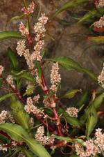 Polygonum lapathifolium L. ?<br/>Arad, malul Mureșului, 17 Sep 2020 © Adrian Schlesinger - public domain (<a href=https://creativecommons.org/publicdomain/zero/1.0/ target=_blank>CC0 1.0</a>)