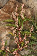 Polygonum lapathifolium L. ?<br/>Arad, malul Mureșului, 17 Sep 2020 © Adrian Schlesinger - public domain (<a href=https://creativecommons.org/publicdomain/zero/1.0/ target=_blank>CC0 1.0</a>)