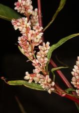 Polygonum lapathifolium L. ?<br/>Arad, malul Mureșului, 17 Sep 2020 © Adrian Schlesinger - public domain (<a href=https://creativecommons.org/publicdomain/zero/1.0/ target=_blank>CC0 1.0</a>)