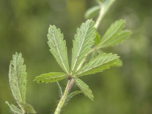 Potentilla pedata Willd. ?<br/>București, 19 Jun 2020 © Ramy Maalouf - all rights reserved