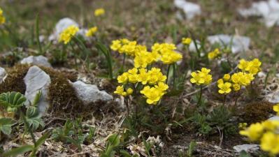 Draba compacta Schott ?<br/>Retezatul Calcaros, zona Piatra Iorgovanului, 7 Jun 2020 © Liliana Varga - all rights reserved