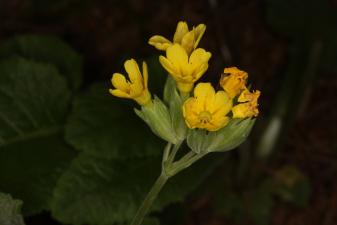 Primula veris L. subsp. veris ?<br/>Munții Țarcu, 23 May 2021 © Adrian Schlesinger - public domain (<a href=https://creativecommons.org/publicdomain/zero/1.0/ target=_blank>CC0 1.0</a>)