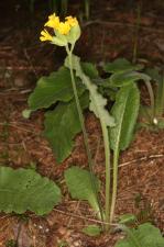 Primula veris L. subsp. veris ?<br/>Munții Țarcu, 23 May 2021 © Adrian Schlesinger - public domain (<a href=https://creativecommons.org/publicdomain/zero/1.0/ target=_blank>CC0 1.0</a>)