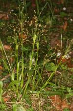 Luzula pilosa (L.) Willd. ?<br/>Munții Țarcu, 23 May 2021 © Adrian Schlesinger - public domain (<a href=https://creativecommons.org/publicdomain/zero/1.0/ target=_blank>CC0 1.0</a>)