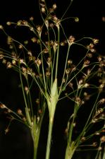 Luzula pilosa (L.) Willd. ?<br/>Munții Țarcu, 23 May 2021 © Adrian Schlesinger - public domain (<a href=https://creativecommons.org/publicdomain/zero/1.0/ target=_blank>CC0 1.0</a>)