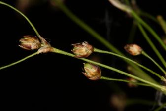 Luzula pilosa (L.) Willd. ?<br/>Munții Țarcu, 23 May 2021 © Adrian Schlesinger - public domain (<a href=https://creativecommons.org/publicdomain/zero/1.0/ target=_blank>CC0 1.0</a>)