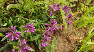 Polygala vulgaris L. ?<br/>Muntii Piatra Craiului, zona loc. Măgura - Peștera, 19 Jun 2021 © Liliana Varga - all rights reserved
