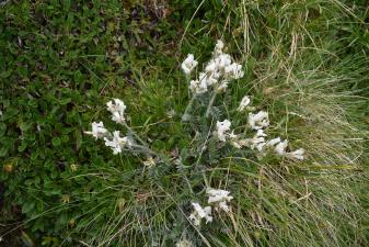 Oxytropis halleri Bunge ex W.D.J.Koch ?<br/>Munții Bucegi, 22 Jul 2021 © Liliana Varga - all rights reserved