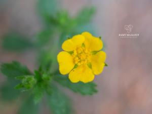 Potentilla thuringiaca Bernh. ex Link ?<br/>Azuga, 22 May 2022 © Ramy Maalouf - all rights reserved