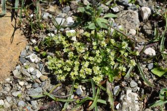 Scleranthus perennis L. subsp. marginatus (Guss.) Nyman ?<br/>Munții Bucegi, între Babele și Vf. Omu, 25 Aug 2022 © Liliana Varga - all rights reserved