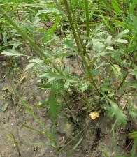 Rorippa kerneri Menyh. ?<br/>Jud. Arad, Zădăreni, 26 May 2023 © Reinholz Nik - all rights reserved