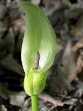 Arum cylindraceum Gasp. ?<br/>Dobrogea, 12 May 2019 © Maria Negru - all rights reserved