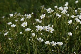 Cerastium arvense L. subsp. arvense ?<br/>Jud. Brașov, Lempeș, 11 May 2025 © Liliana Varga - all rights reserved