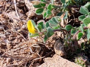 Medicago rigidula (L.) All. ?<br/>Jud. Constanța, Limanu, 13 May 2025 © Mihai Ionescu - all rights reserved