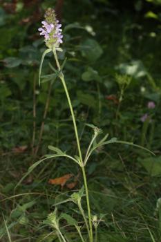 Prunella x dissecta Wenderoth ?<br/>Cheile Nerei, 6 Jul 2016 © Adrian Schlesinger - public domain (<a href=https://creativecommons.org/publicdomain/zero/1.0/ target=_blank>CC0 1.0</a>)
