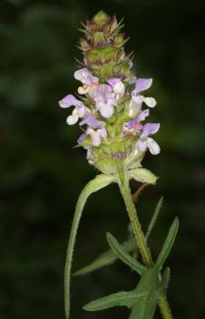Prunella x dissecta Wenderoth ?<br/>Cheile Nerei, 6 Jul 2016 © Adrian Schlesinger - public domain (<a href=https://creativecommons.org/publicdomain/zero/1.0/ target=_blank>CC0 1.0</a>)