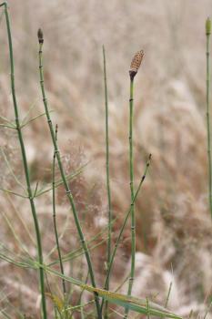 Equisetum ramosissimum Desf. ?<br/>Sebeș, zona Râpa Roșie, 30 Jun 2013 © Adrian Schlesinger - public domain (<a href=https://creativecommons.org/publicdomain/zero/1.0/ target=_blank>CC0 1.0</a>)