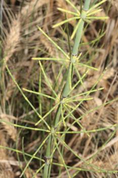 Equisetum ramosissimum Desf. ?<br/>Sebeș, zona Râpa Roșie, 30 Jun 2013 © Adrian Schlesinger - public domain (<a href=https://creativecommons.org/publicdomain/zero/1.0/ target=_blank>CC0 1.0</a>)