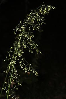 Festuca drymeja Mert. & W.D.J.Koch ?<br/>Munții Zărandului, Groși, 22 Jun 2014 © Adrian Schlesinger - public domain (<a href=https://creativecommons.org/publicdomain/zero/1.0/ target=_blank>CC0 1.0</a>)