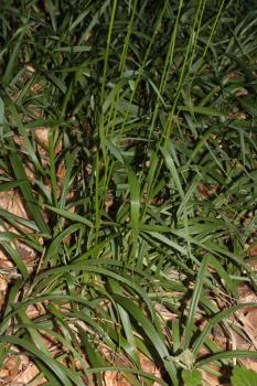Festuca drymeja Mert. & W.D.J.Koch ?<br/>Munții Zărandului, Groși, 22 Jun 2014 © Adrian Schlesinger - public domain (<a href=https://creativecommons.org/publicdomain/zero/1.0/ target=_blank>CC0 1.0</a>)