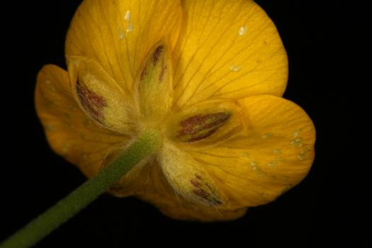 Ranunculus acris L. subsp. acris ?<br/>Munții Poiana Ruscă, Rusca Montană, 11 May 2019 © Adrian Schlesinger - public domain (<a href=https://creativecommons.org/publicdomain/zero/1.0/ target=_blank>CC0 1.0</a>)