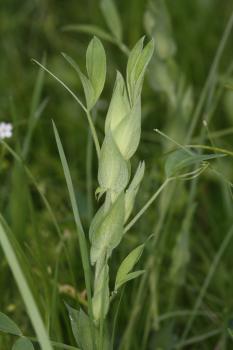 Lathyrus hallersteinii Baumg. ?<br/>Jud. Arad, Dealurile Lipovei, Dorgoș, 2 May 2016 © Adrian Schlesinger - public domain (<a href=https://creativecommons.org/publicdomain/zero/1.0/ target=_blank>CC0 1.0</a>)