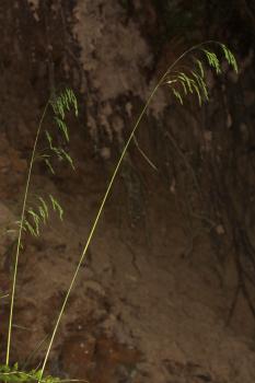 Festuca drymeja Mert. & W.D.J.Koch ?<br/>Munții Zărandului, Traseu Halta Nadăș - Debelagora, 1 Jun 2020 © Adrian Schlesinger - public domain (<a href=https://creativecommons.org/publicdomain/zero/1.0/ target=_blank>CC0 1.0</a>)