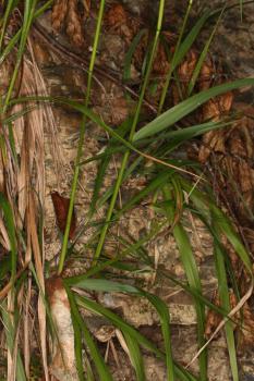 Festuca drymeja Mert. & W.D.J.Koch ?<br/>Munții Zărandului, Traseu Halta Nadăș - Debelagora, 1 Jun 2020 © Adrian Schlesinger - public domain (<a href=https://creativecommons.org/publicdomain/zero/1.0/ target=_blank>CC0 1.0</a>)